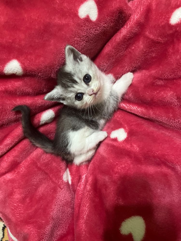 котята породы шиншилла