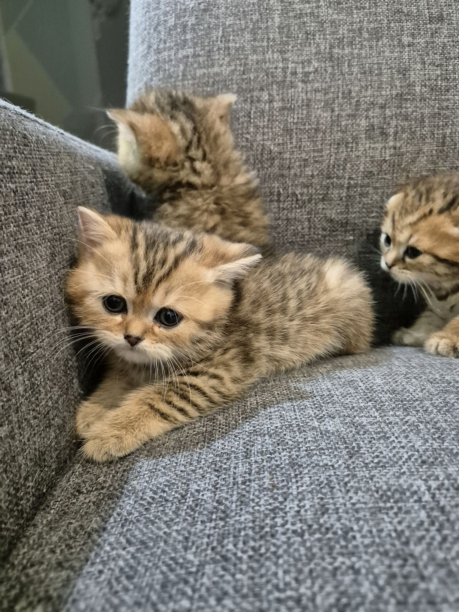 Шотландски котета