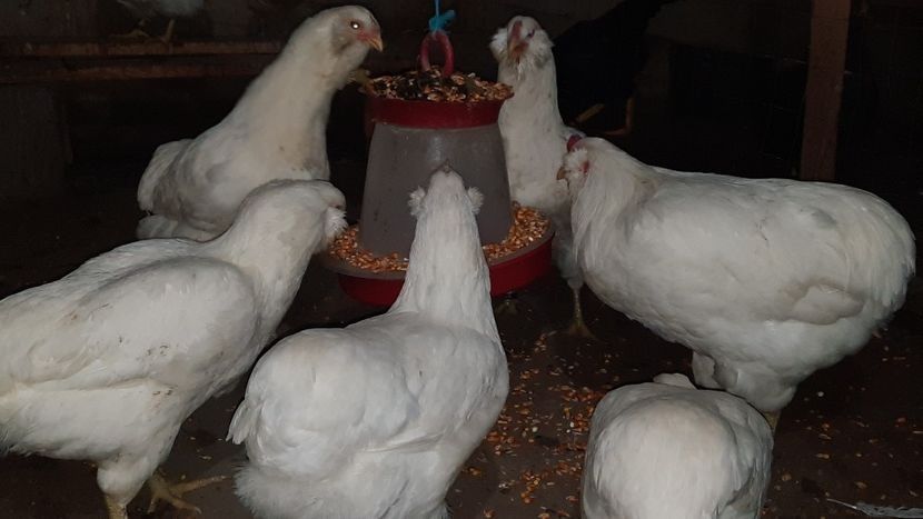 Vând ouă găini Araucana