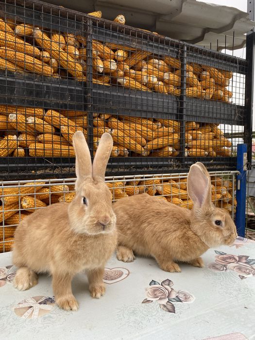 Vând o pereche de iepurași