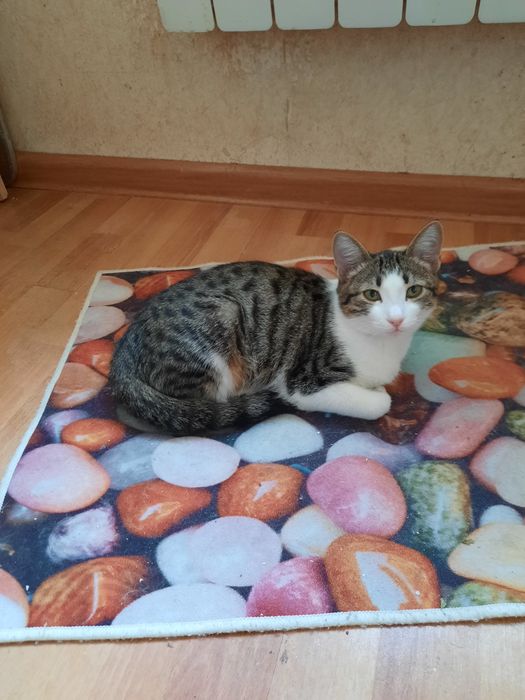 Молодая хорошая кошка