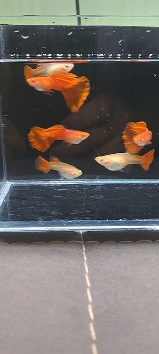 Гуппи full red albino
