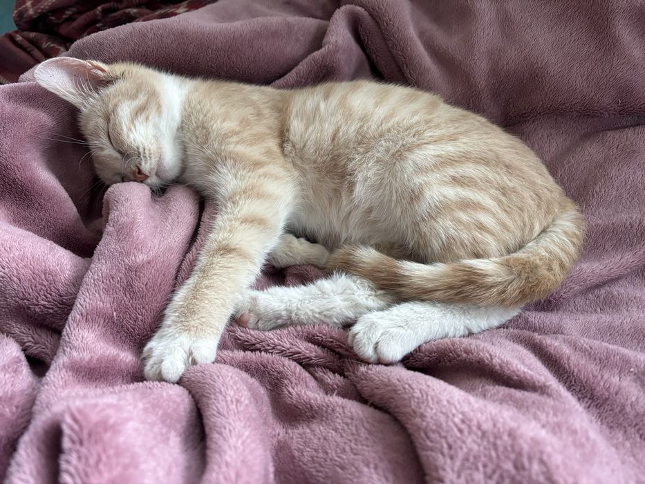 Котенок ищет дом