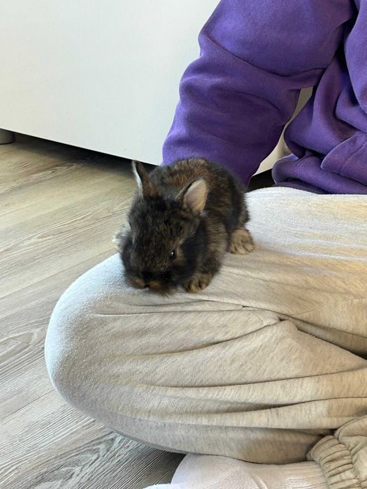 Iepurași cap de leu