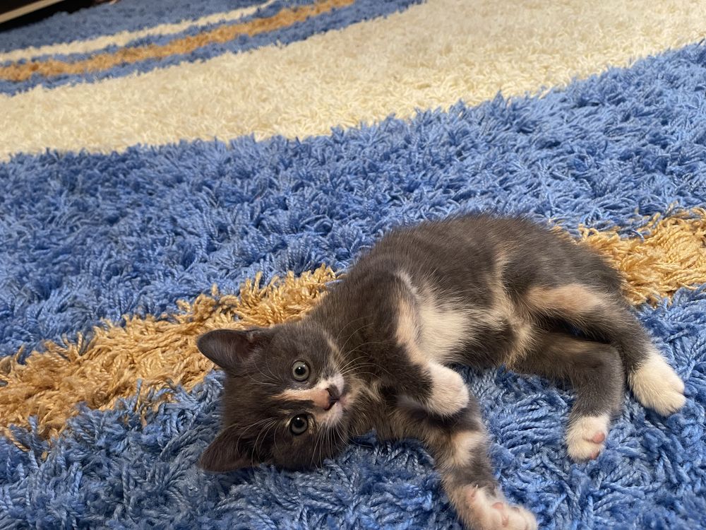 Котенок девочка,красивый цвет ,очень игривая!