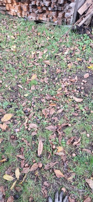 Vând nuci hrană pentru creier