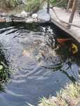 Crapi coy japonez