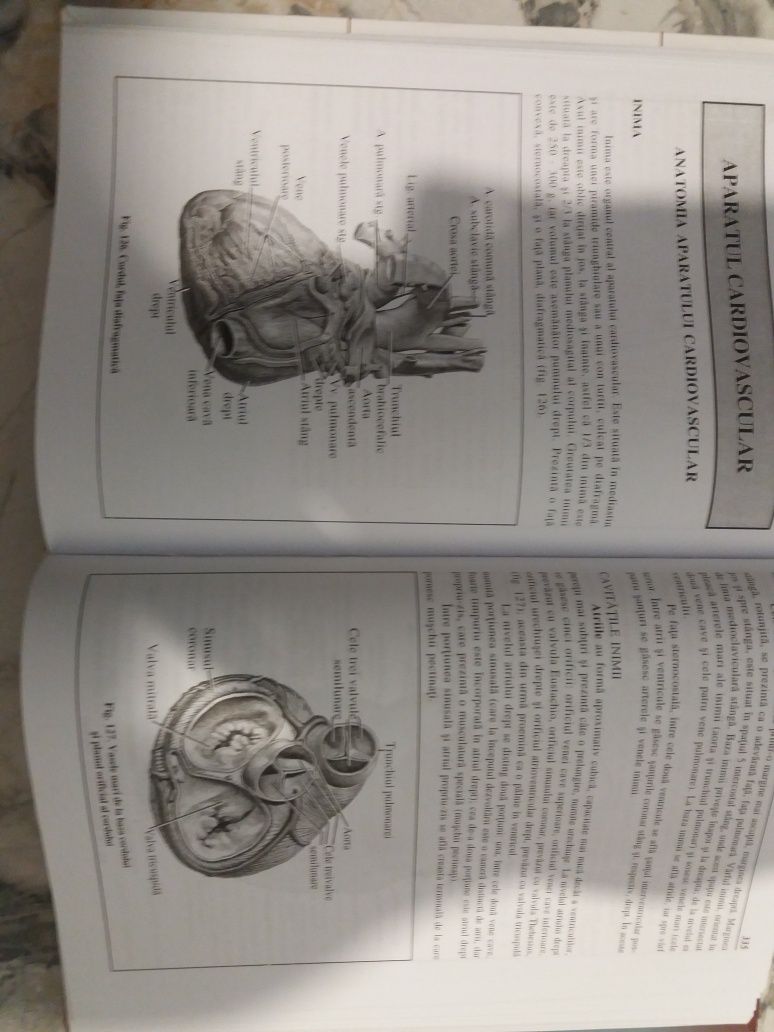 Anatomia si fiziologia omului , compendiu , 2007