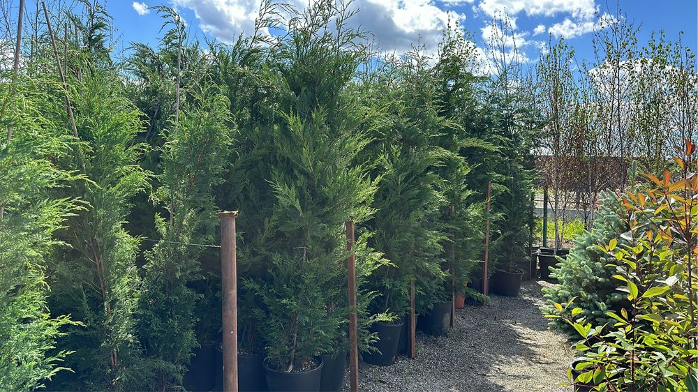 Tuia lilandi cupressocyparis & zmarard & multe alte plante va stam la