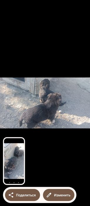 Продам щенят.срочно