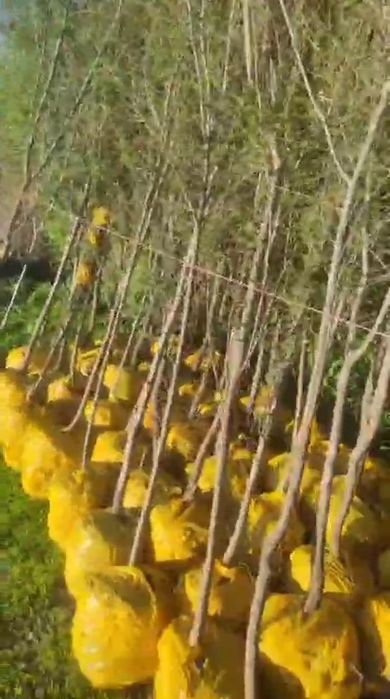 Карагачи, окс и с комом