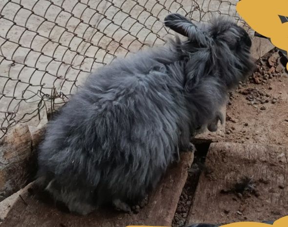 Продаеться Крол и крольчиха