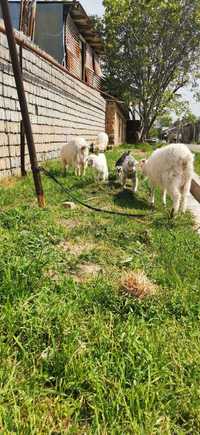 Продается семья коз Занинской породы