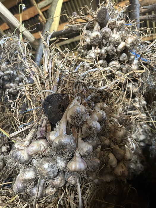 Usturoi românesc de grădină – natural, fără tratamente