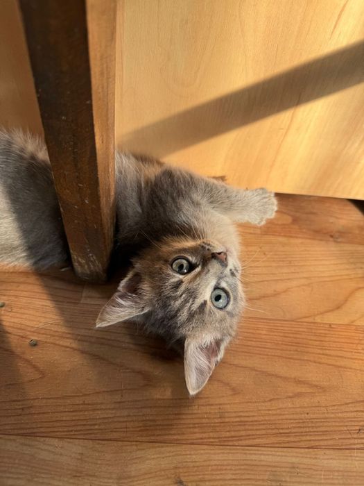 Отдам котенка в ответственные руки!
