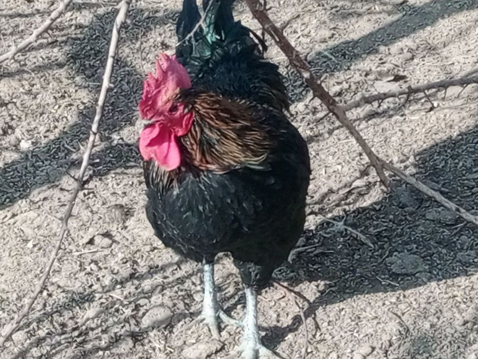 Хўроз тоуқлар сотилади, Продам куры и петухи.