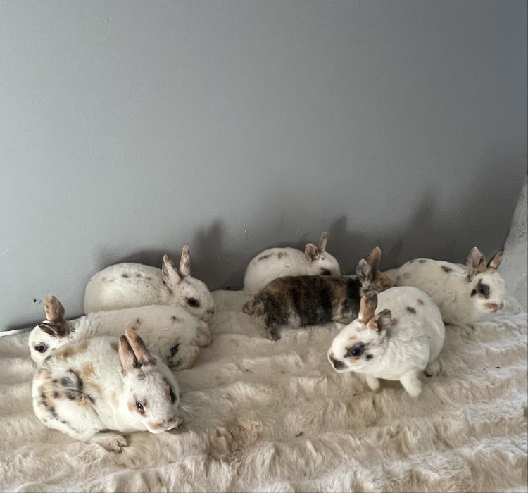 Iepuri rex pitic tricolor