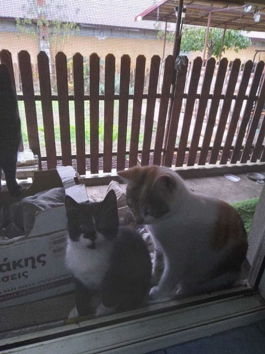 Adoptie !! Pisicute !!