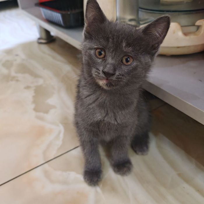 Котята, 1,5 месяца