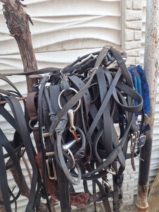 Hamuri complete frizieni