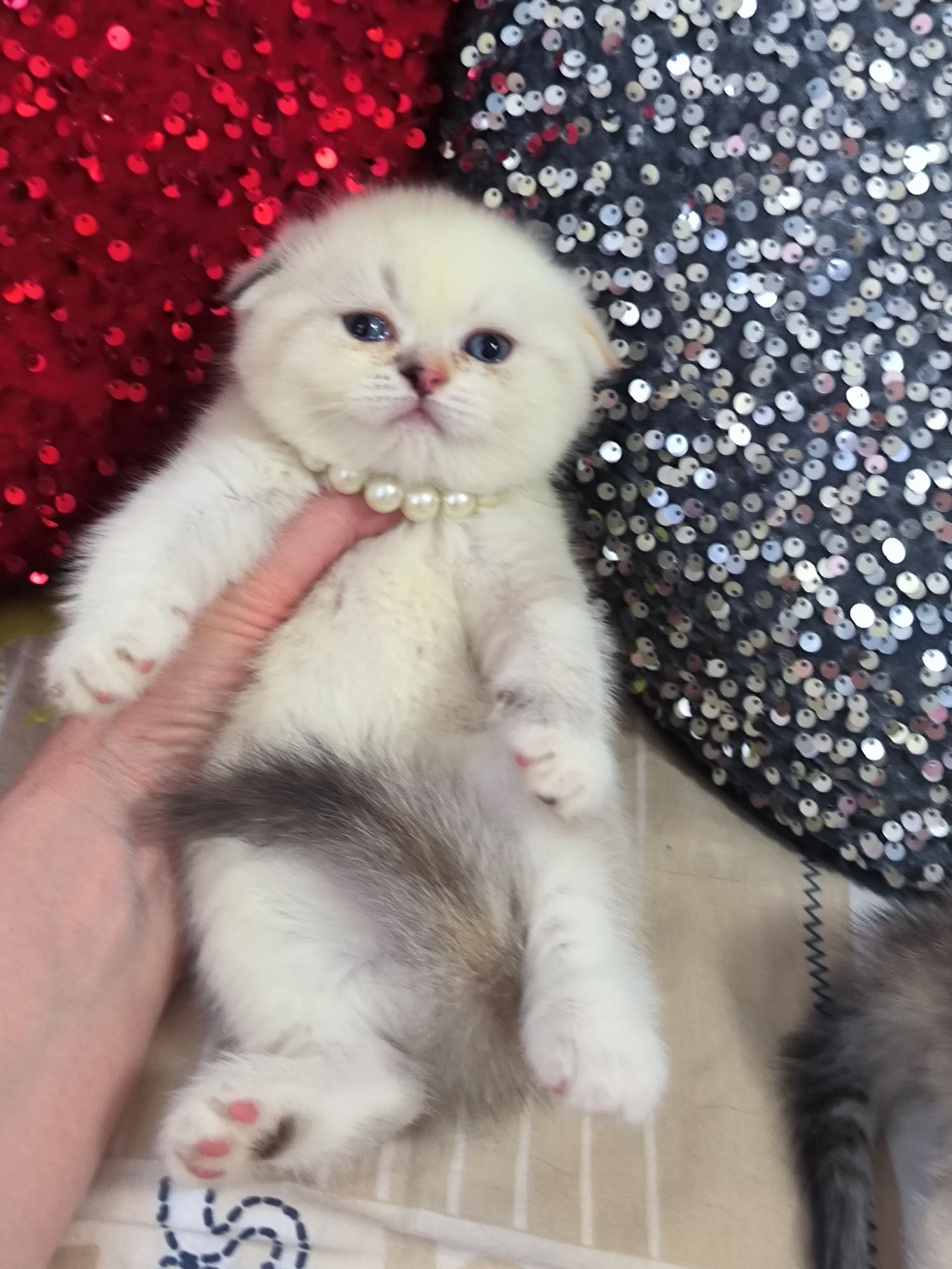 Котята чистокровные