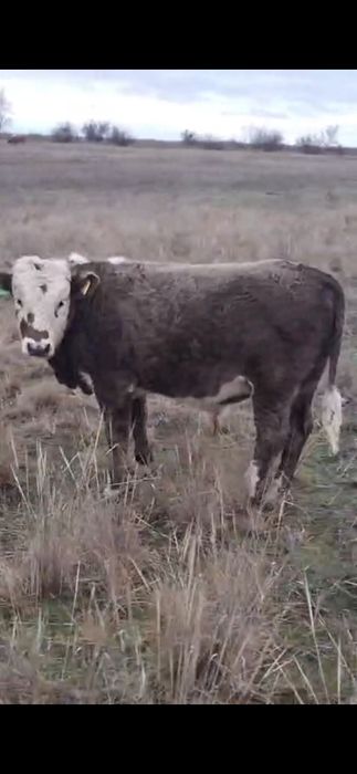 Продам крупно-рогатый скот