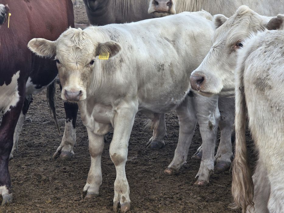 Продам бычков Ауликольской породы