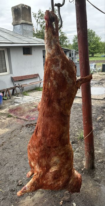 Berbecuti pentru MACELARIE, PROTAP sau PASTRAMA - 5km de bucuresti