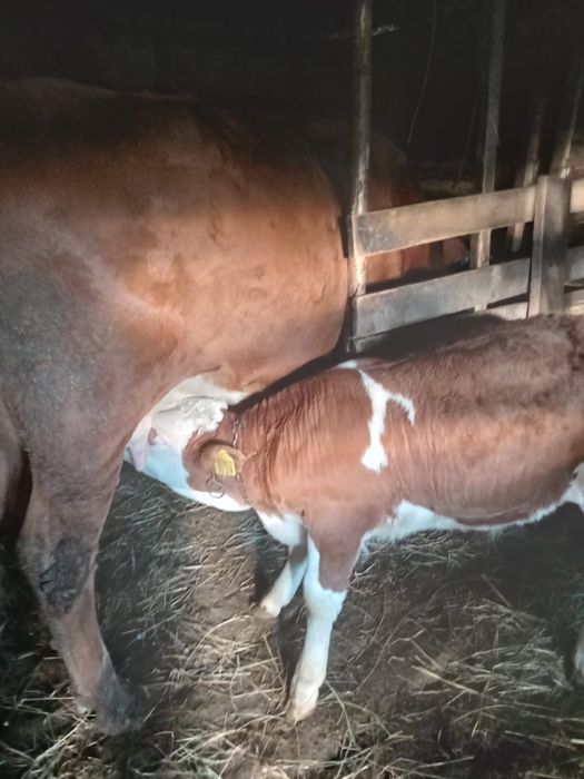 Vand vaca de 6 ani cu vitel