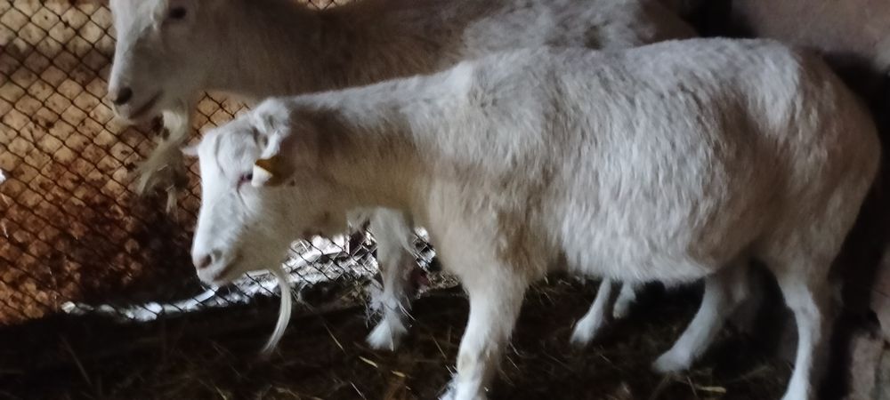 Ешкі семіз.        .