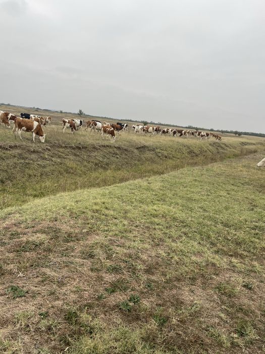 Vand vitele si juninci