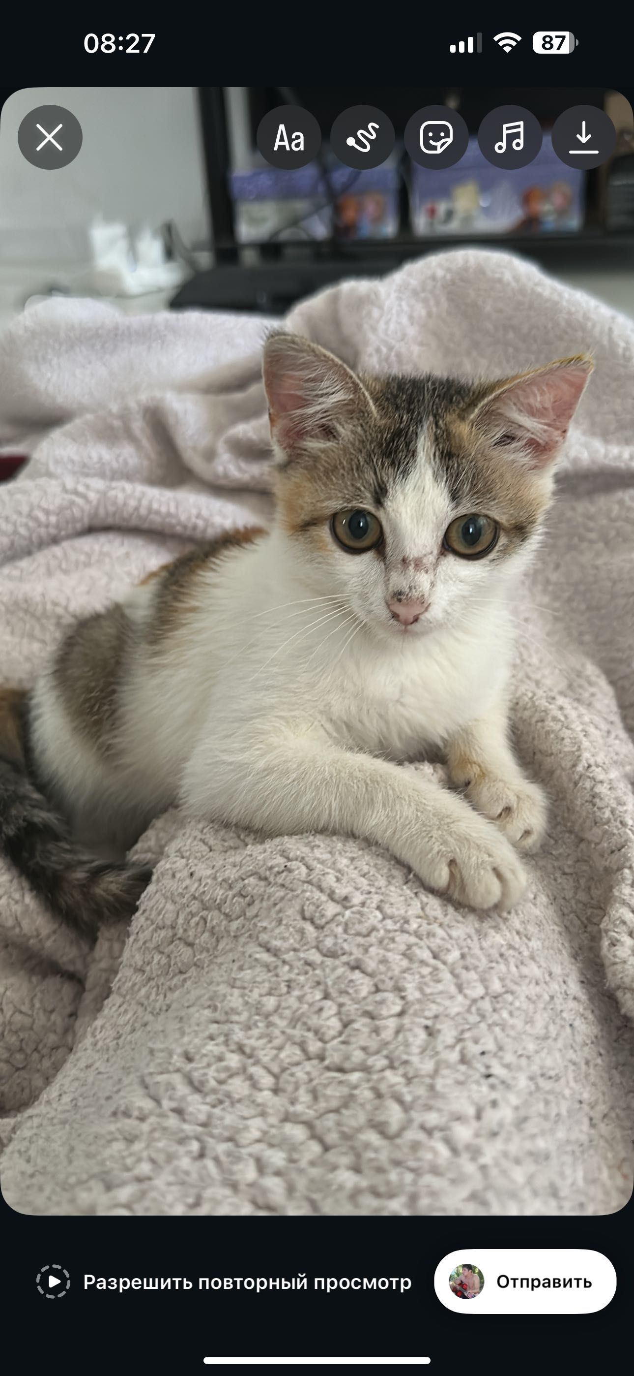 Котенок в добрые руки