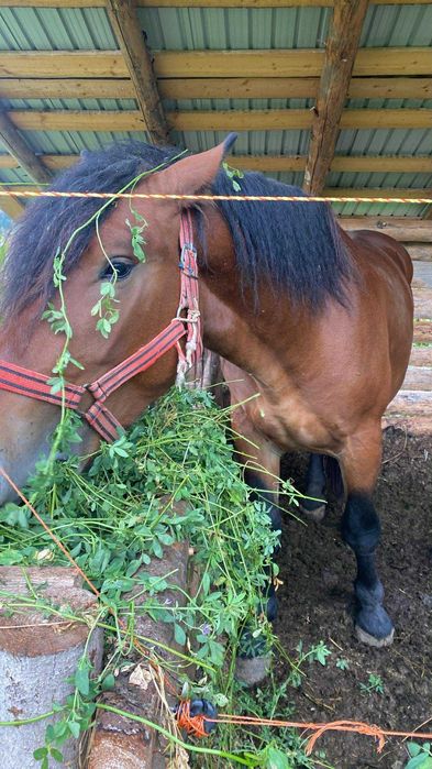 Manz ne castrat [armasar] mazu are 2 ani și jumate