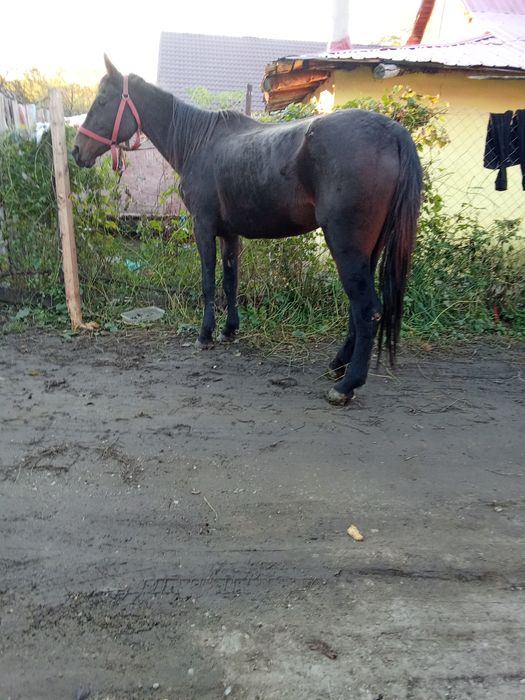De vânzare iapă de șapte ani