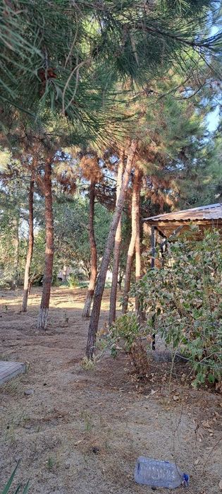 Дача Навбахор 6 соток Паркентский район от Ташкента 20-км