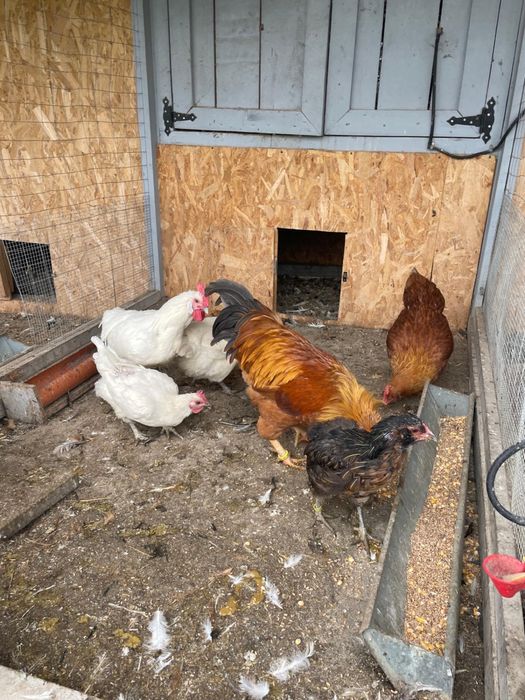 Vand gaini rasa, incetare activitate ferma.