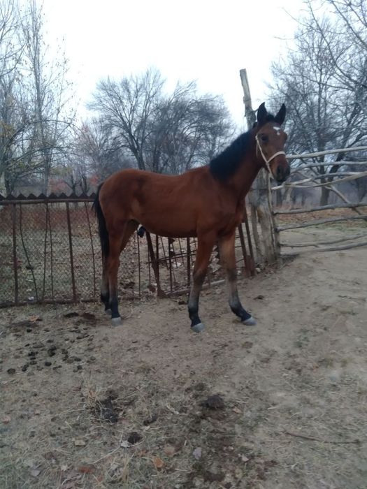 Toy sotiladi yaxshi oti bolasi