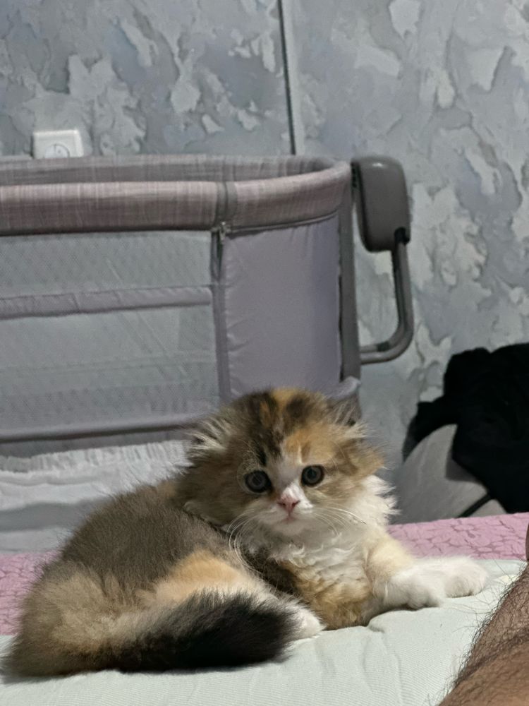 Пушистая котёнка/кошки/кота  Скоттиш-фолд хайленд — девочка кошка