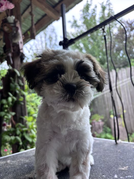 Frizerie canina la domiciliu