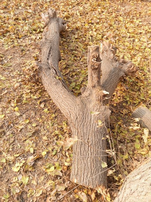 Внимание акция Диккат акция Утсин сотилади Кишни совук кунларига утсин