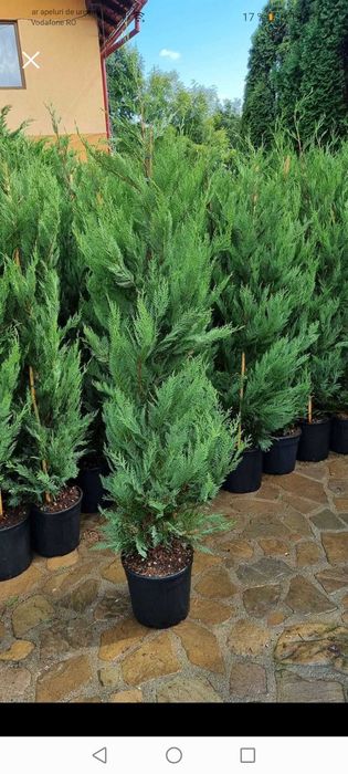 Tuia, Brazi, Mesteacăn, Tei, Platan, Paltin, Cedru