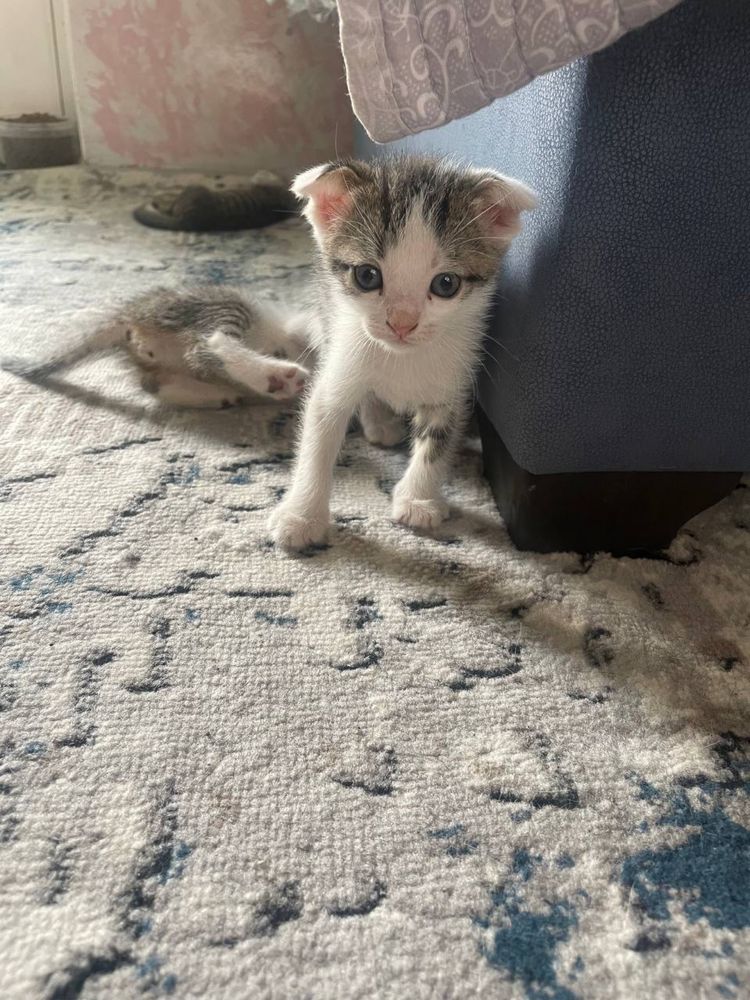 Котята домашний бесплатно на хорошие руки