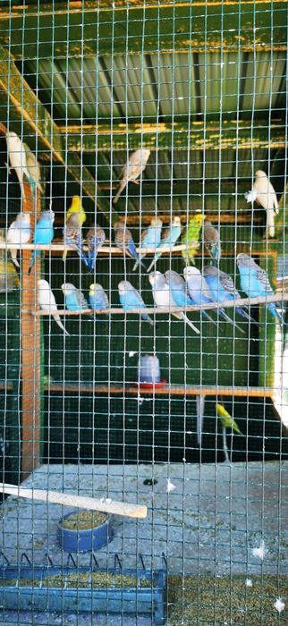 Vand peruși papagali