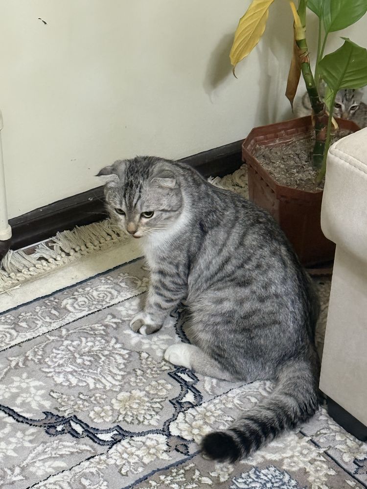 Mushugimga qiz bola mushuk kerek
