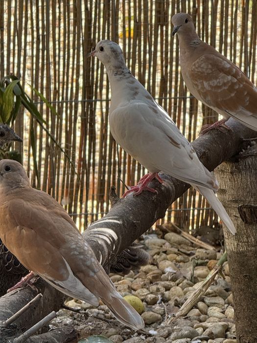 Vand 2 perechi de pauni si turturele