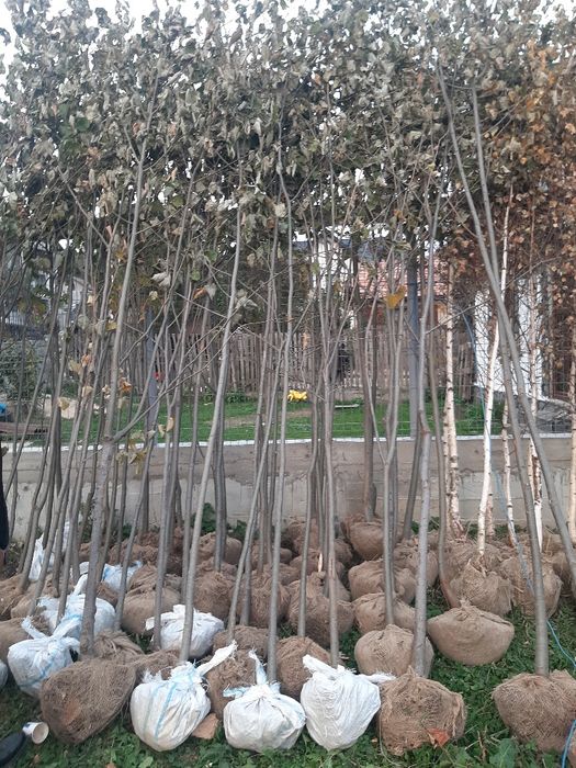 vand tei avem de la 3-5m