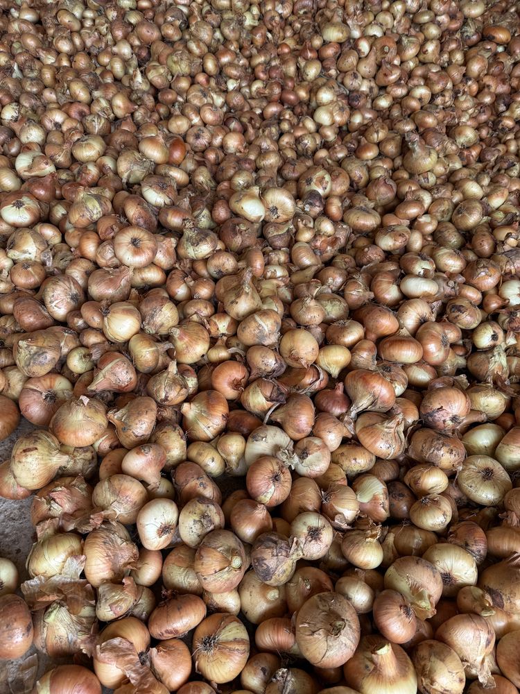 Vand ceapa de vara aprox 200 kg