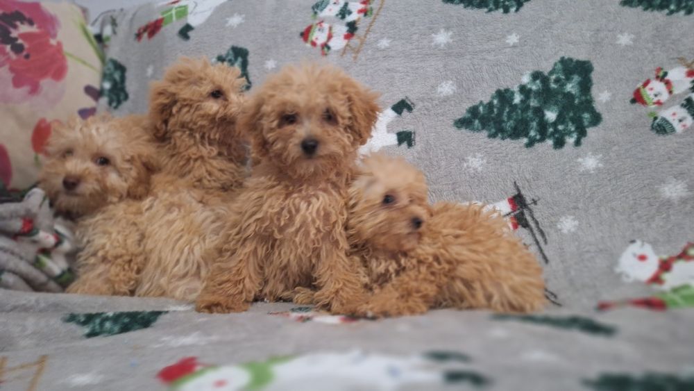 Пудел Той пуделчета момичета