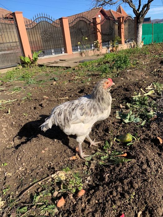 Vand Cocosi Araucana