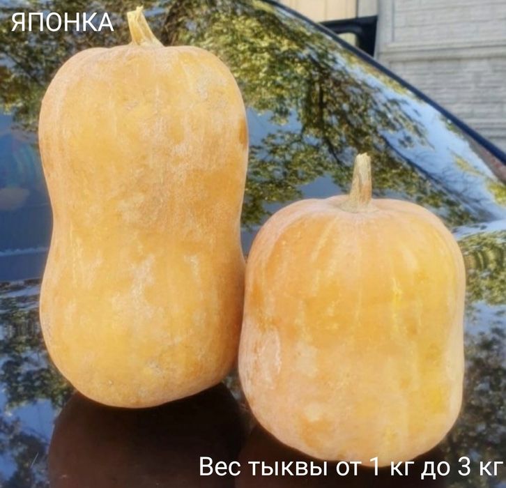 Тыква мускатная «Японка»